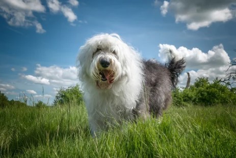 Falcon Dog Park dog park in Surrey, British Columbia
