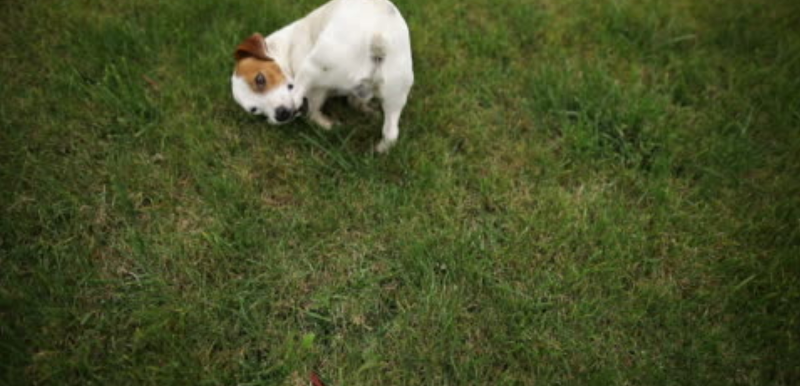 Morgan crossing dog park dog park in Surrey, British Columbia