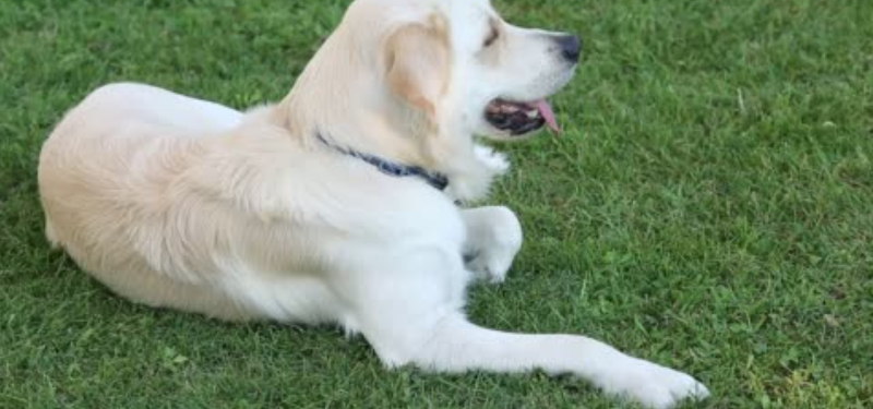 Morgan crossing dog park dog park in Surrey, British Columbia