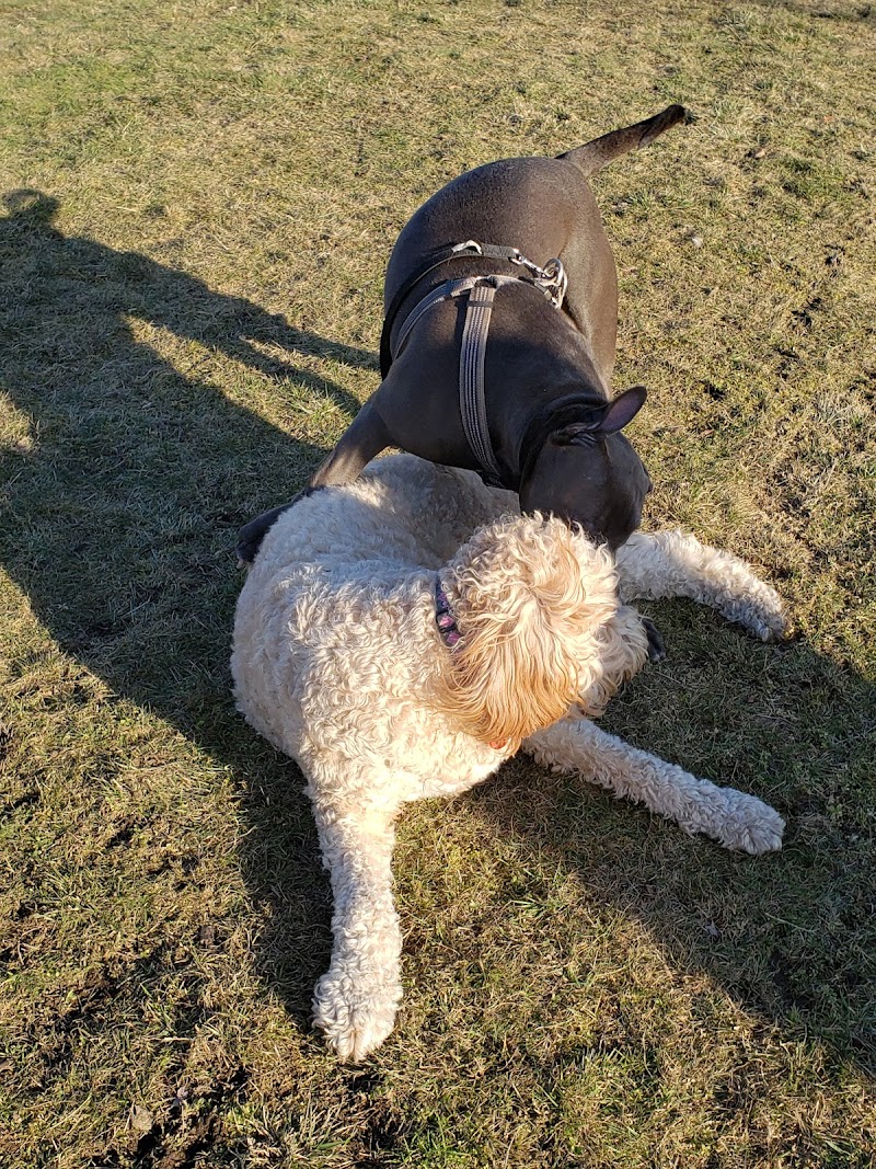 Tannery Park Dog Off-leash Area dog park in Surrey, British Columbia