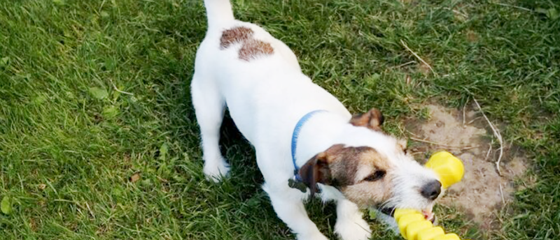 Off-leash Dog Area dog park in Surrey, British Columbia