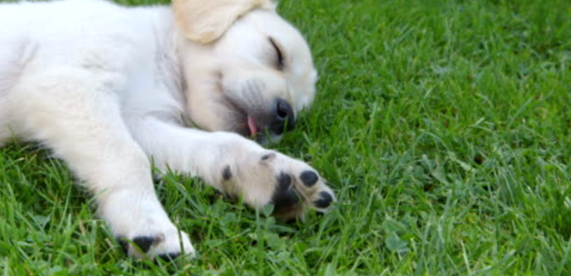 Off-leash Dog Area dog park in Surrey, British Columbia