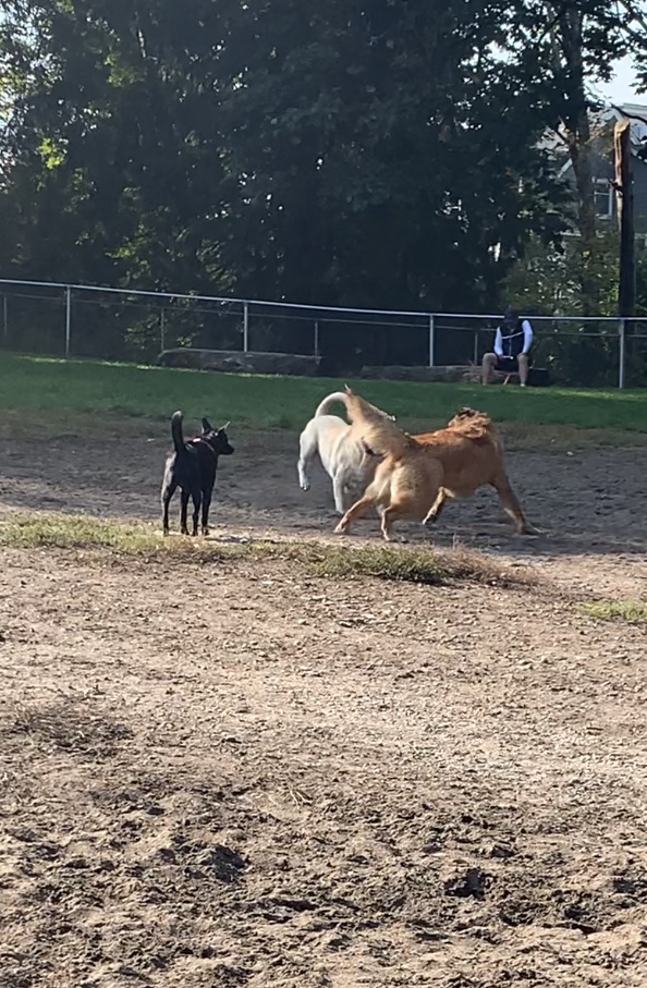 Wills Brook Dog Park dog park in Surrey, British Columbia