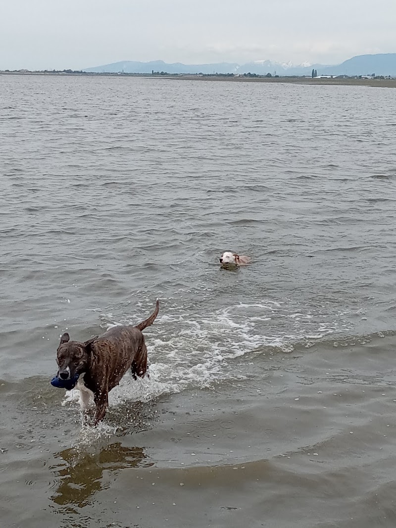 Dog Off-leash Swimming Beach dog park in Surrey, British Columbia