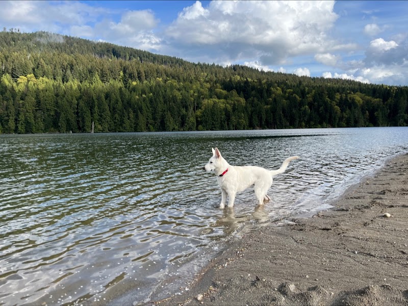 Hayward Lake Dog Beach dog park in Mission, British Columbia