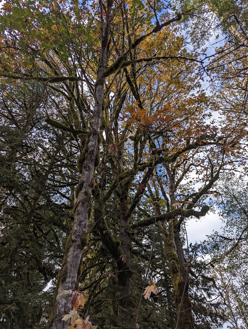 Dog-friendly beach dog park in Cultus Lake, British Columbia