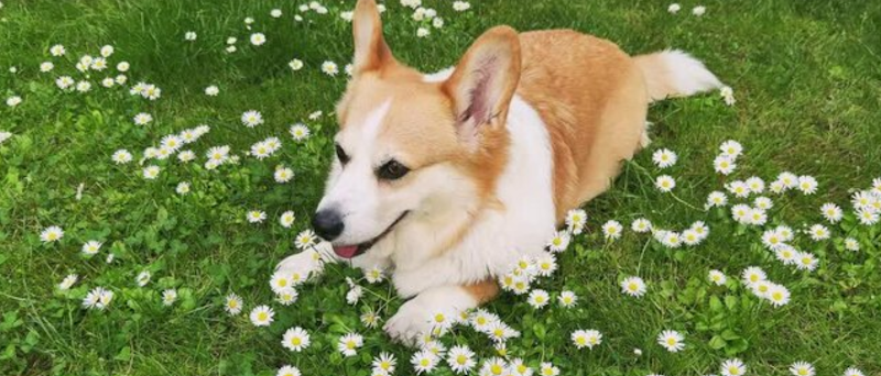 Westburnco Off-Leash Dog Areas dog park in Burnaby, British Columbia