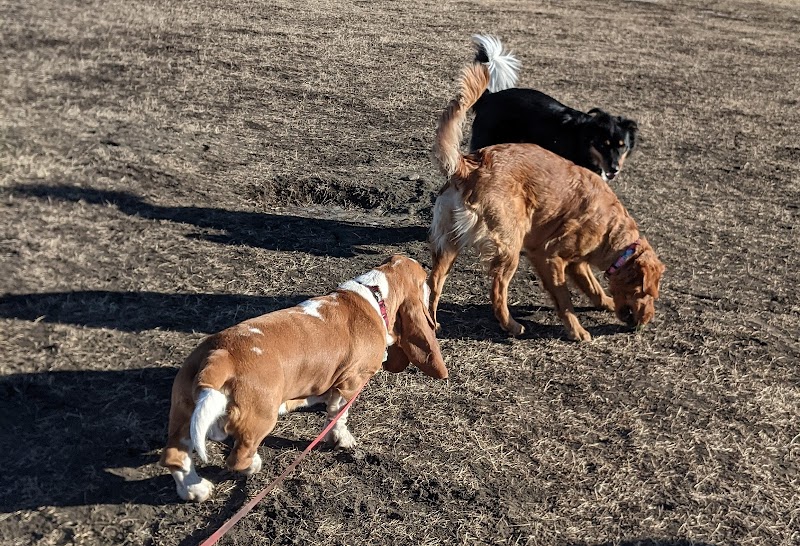Springbank Off-leash Dog Park dog park in Calgary, Alberta