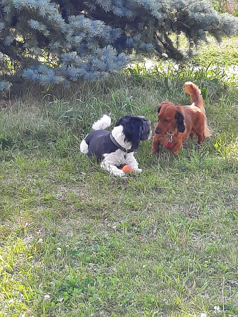 East Lake Small Dogs Park dog park in Airdrie, Alberta