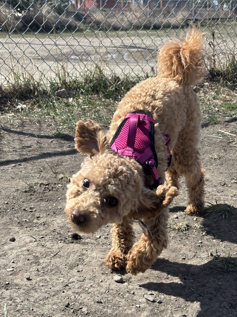 East Lake Small Dogs Park dog park in Airdrie, Alberta
