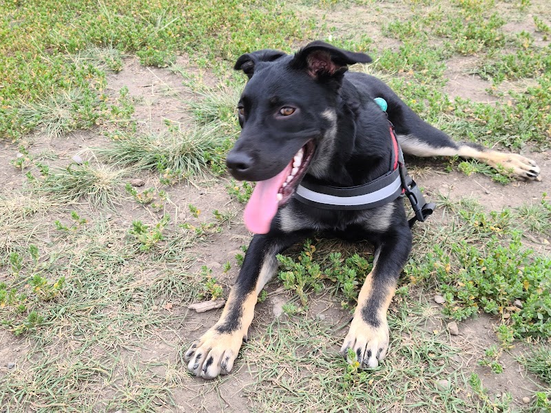 Nose Creek Off-Leash Park dog park in Airdrie, Alberta