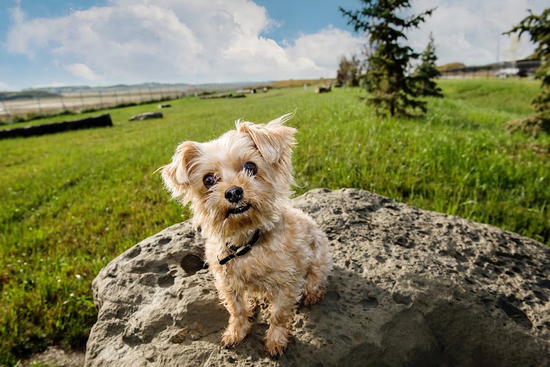 SouthPoint Small Dog Off-leash Dog Park dog park in Airdrie, Alberta