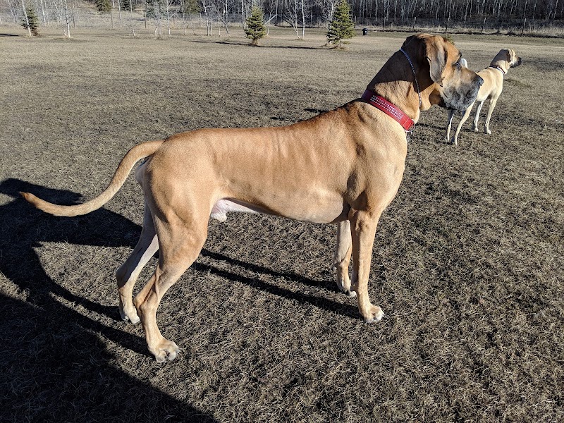 Upper Centennial Off Leash Dog Park dog park in Innisfail, Alberta