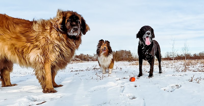 Off-Leash Dog Park dog park in Ponoka, Alberta