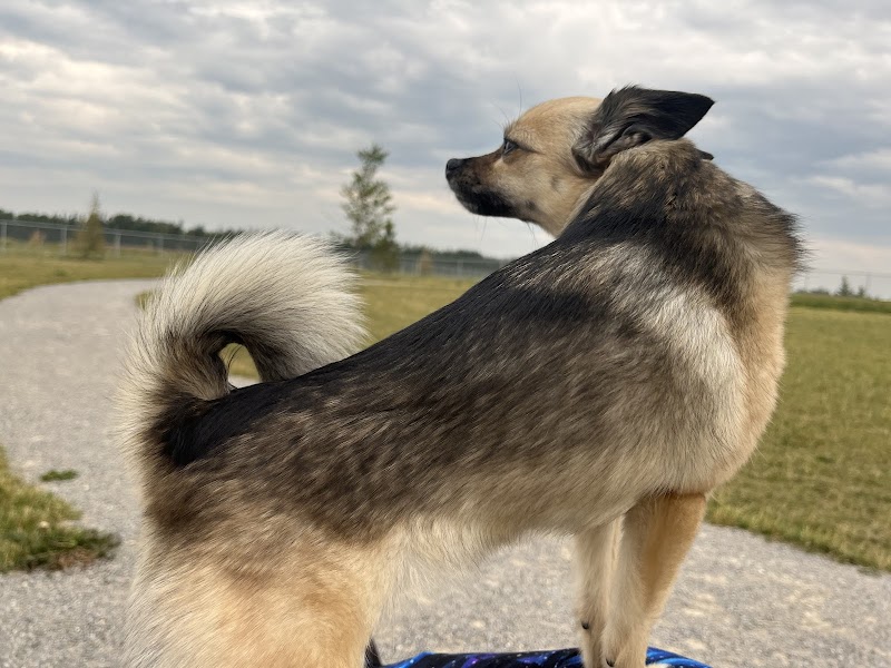Beaumont Small Dog Off Leash Dog Park dog park in Beaumont, Alberta