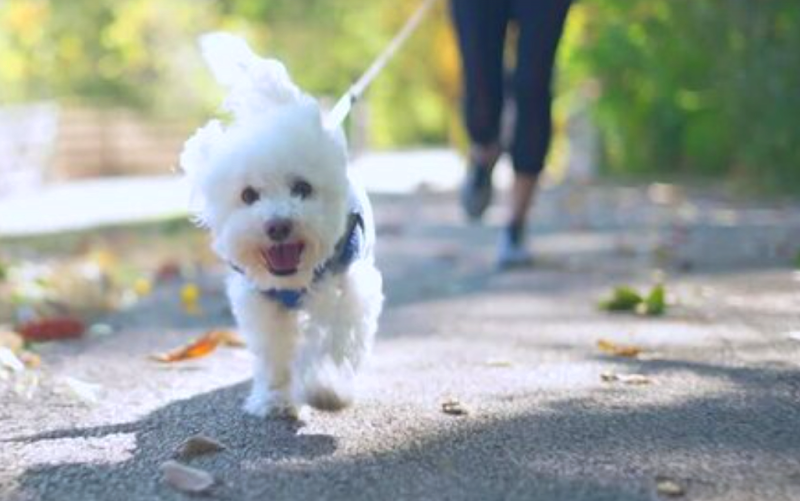 Glengarry Off-Leash Dog Park dog park in Edmonton, Alberta