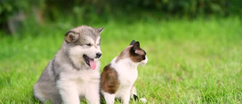 Satoo Dog Park dog park in Edmonton, Alberta