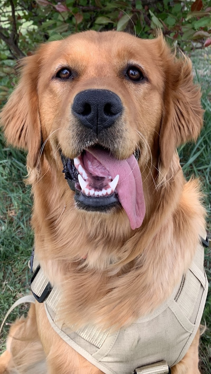 Edmonton Garrison Dog Park dog park in Lancaster Park, Alberta