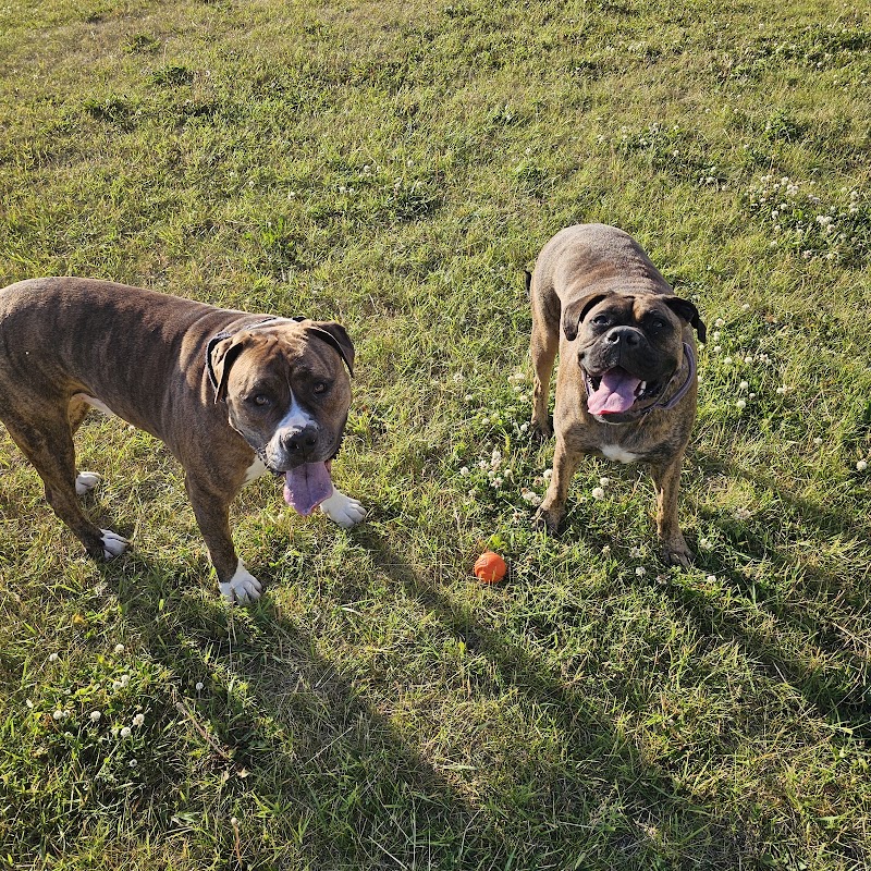 Edmonton Garrison Dog Park dog park in Lancaster Park, Alberta