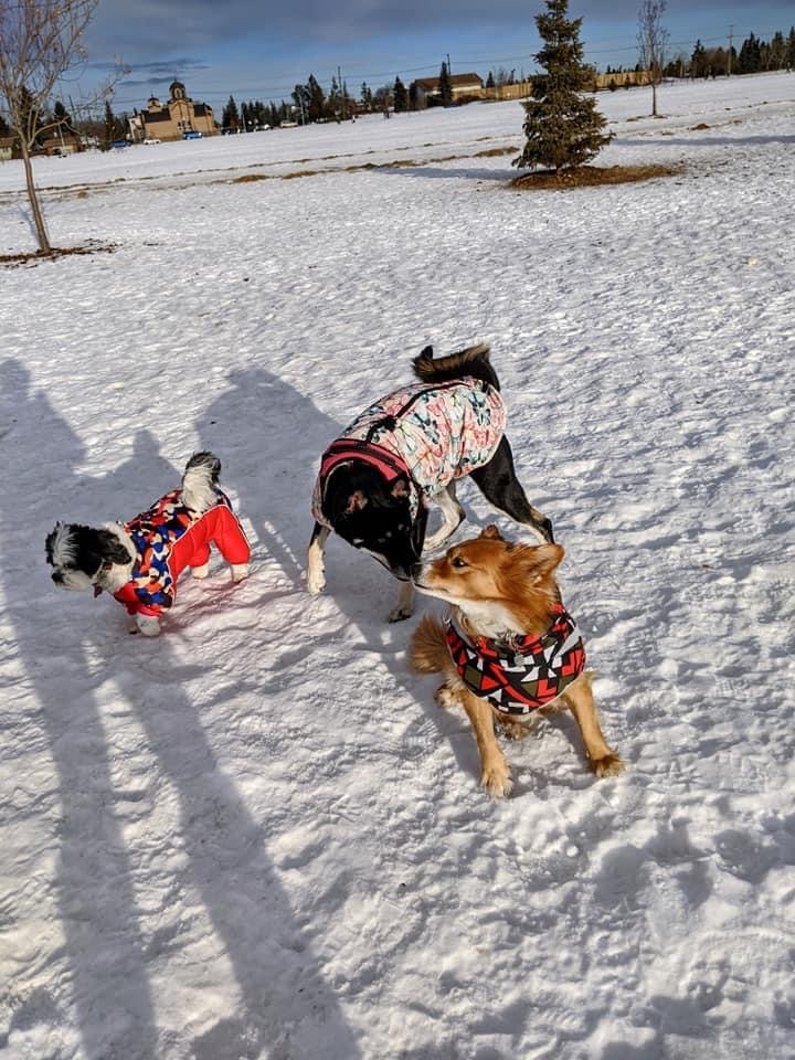 Grand Trunk Park dog park in Edmonton, Alberta