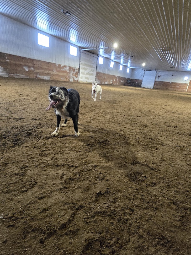 Bark Barn- Edmonton dog park in Leduc, Alberta