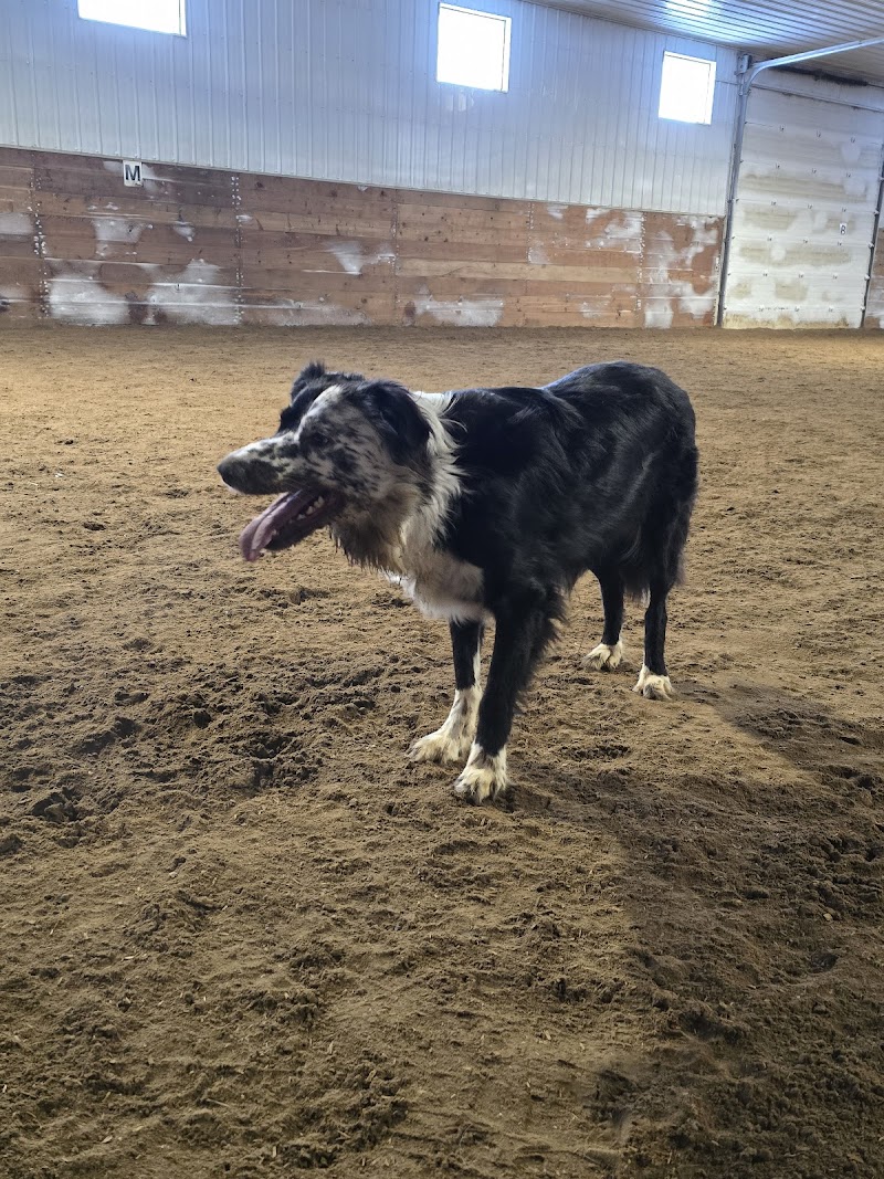 Bark Barn- Edmonton dog park in Leduc, Alberta