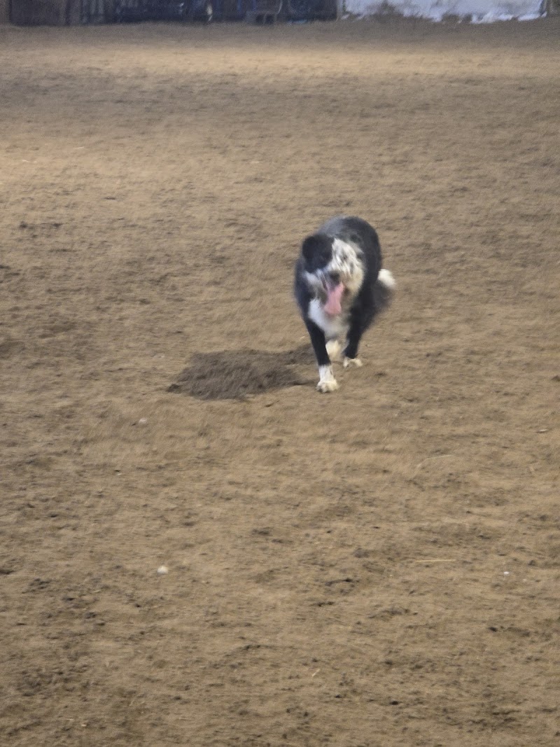 Bark Barn- Edmonton dog park in Leduc, Alberta