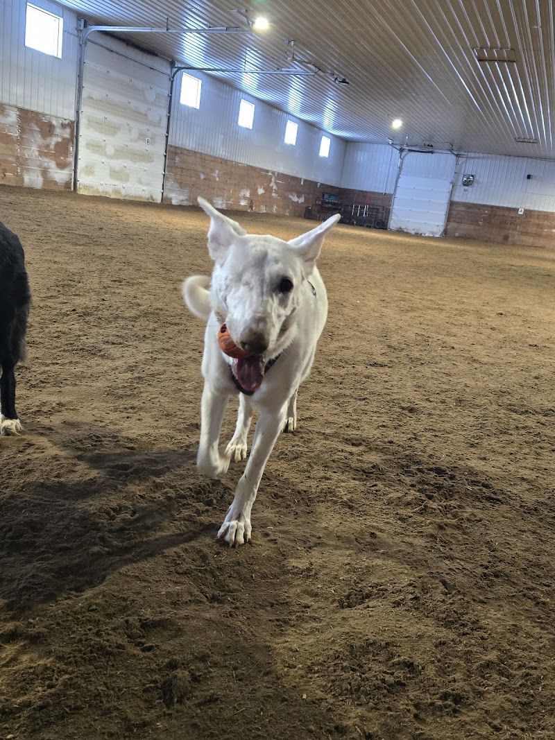 Bark Barn- Edmonton dog park in Leduc, Alberta