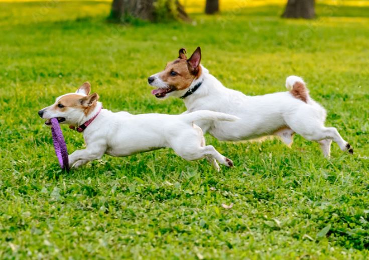 Patricia Ravine Off-Leash Area dog park in Edmonton, Alberta