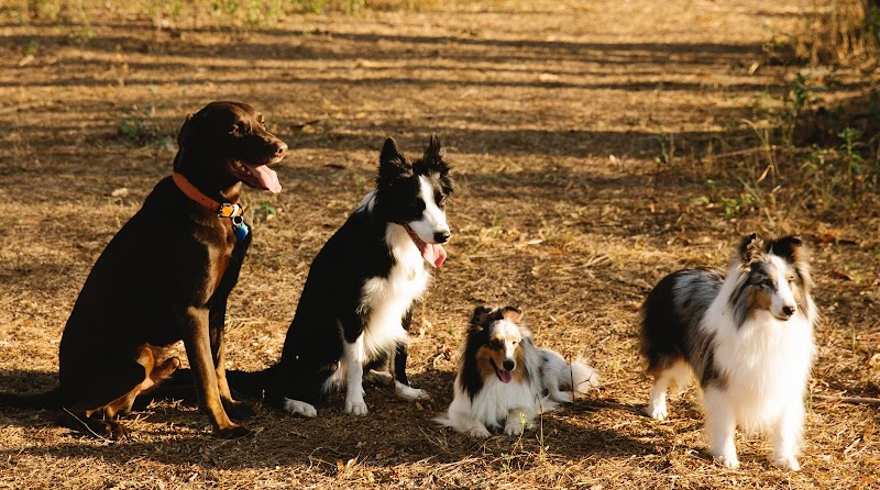 Laneway Getaway Inc. Private Dog Parks dog park in Spruce Grove, Alberta