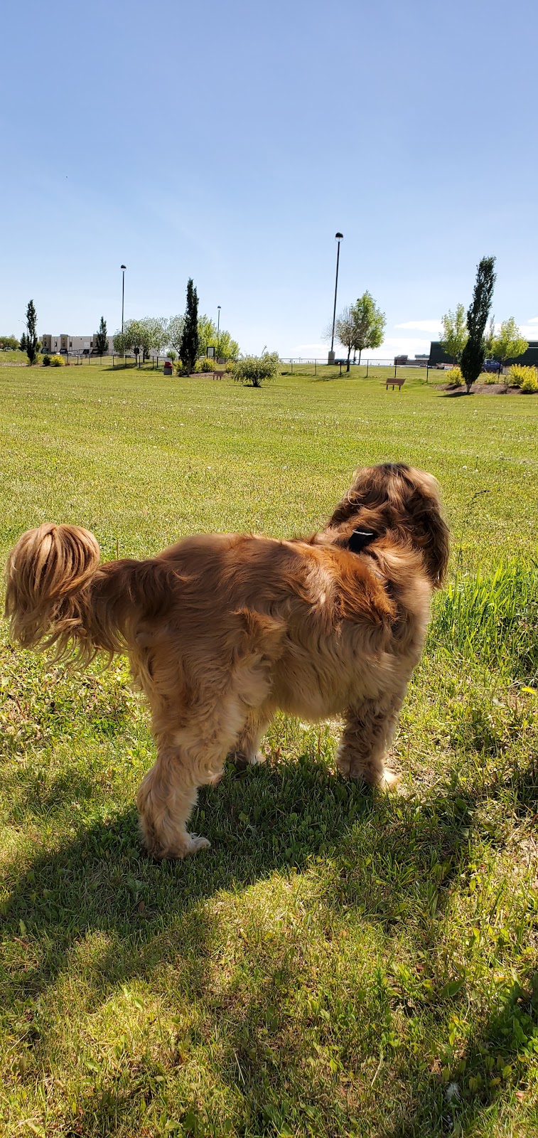 Dodger Dog Park dog park in St. Albert, Alberta