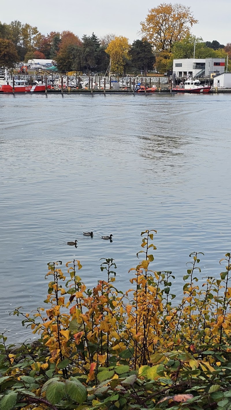 Sunset Beach Dog Beach dog park in Vancouver, British Columbia
