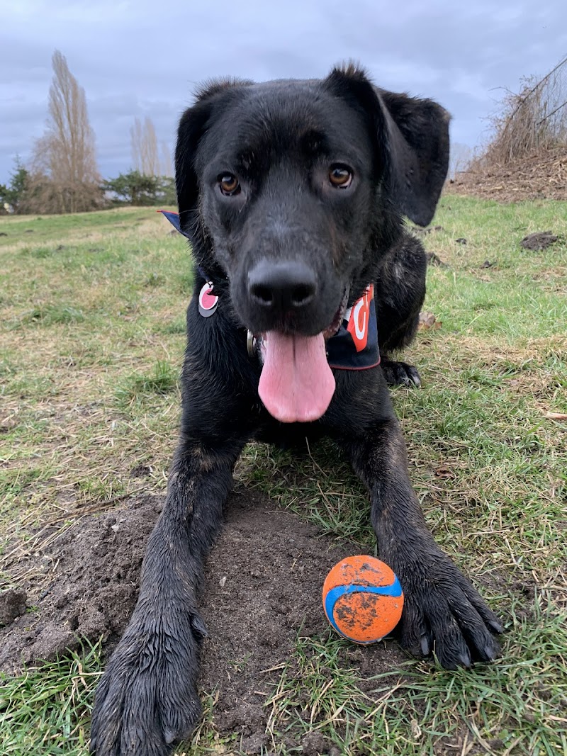 Hamilton Highway Off-Leash Dog Park dog park in Richmond, British Columbia