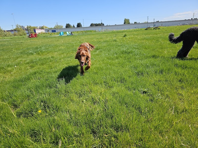 Temporary Off-Leash Dog Park dog park in Richmond, British Columbia