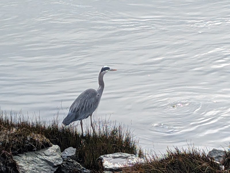 Dyke Trail Dog Park dog park in Richmond, British Columbia