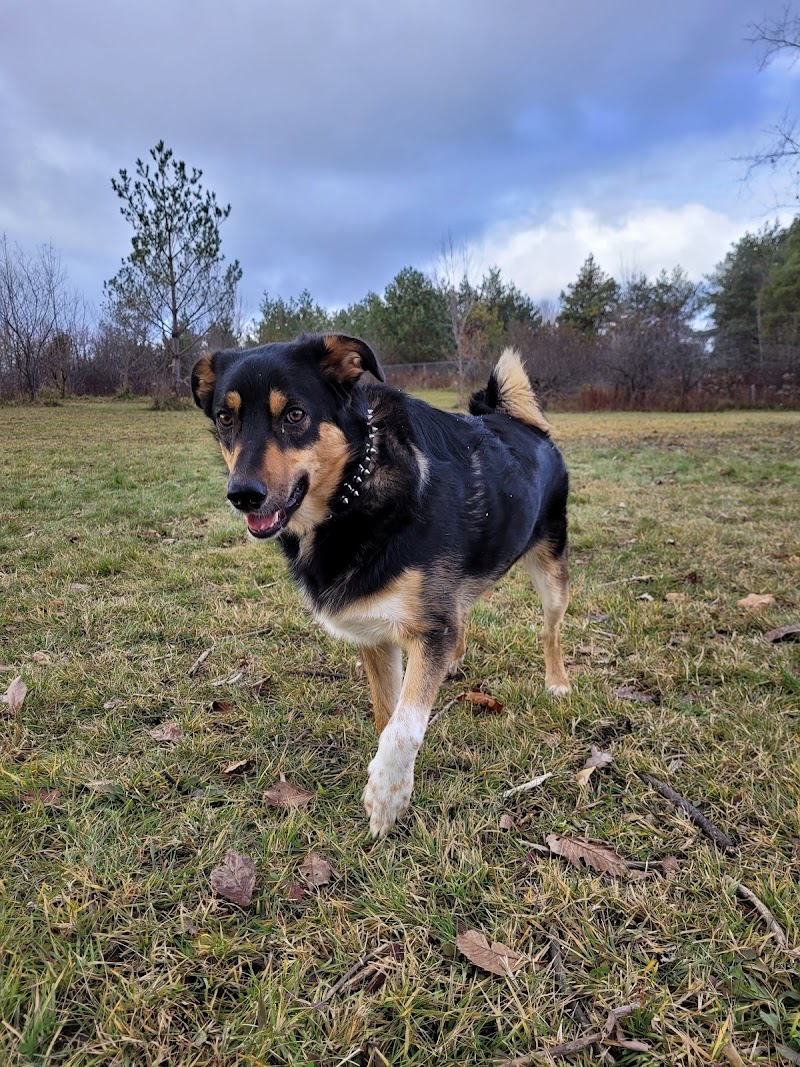 Port Perry Off Leash Dog Park dog park in Port Perry, Ontario