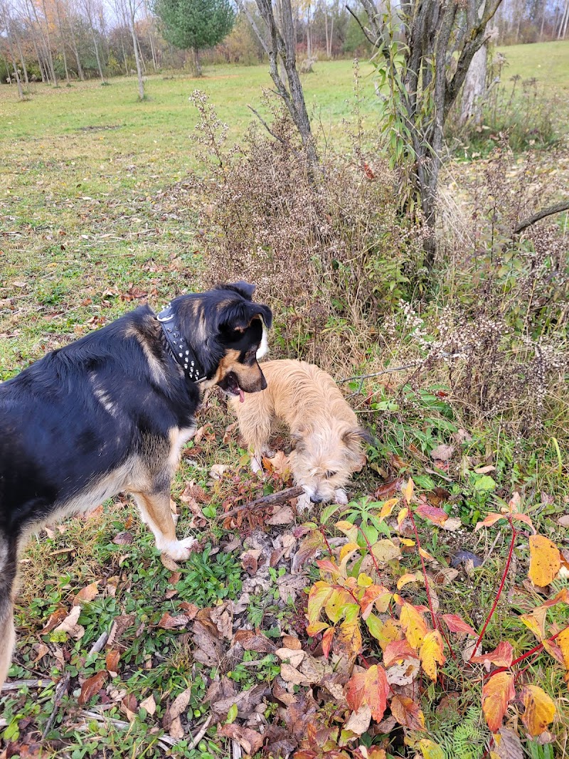 Port Perry Off Leash Dog Park dog park in Port Perry, Ontario