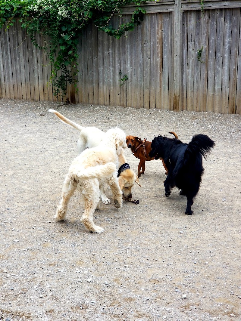 Liberty Village Dog Park dog park in Toronto, Ontario