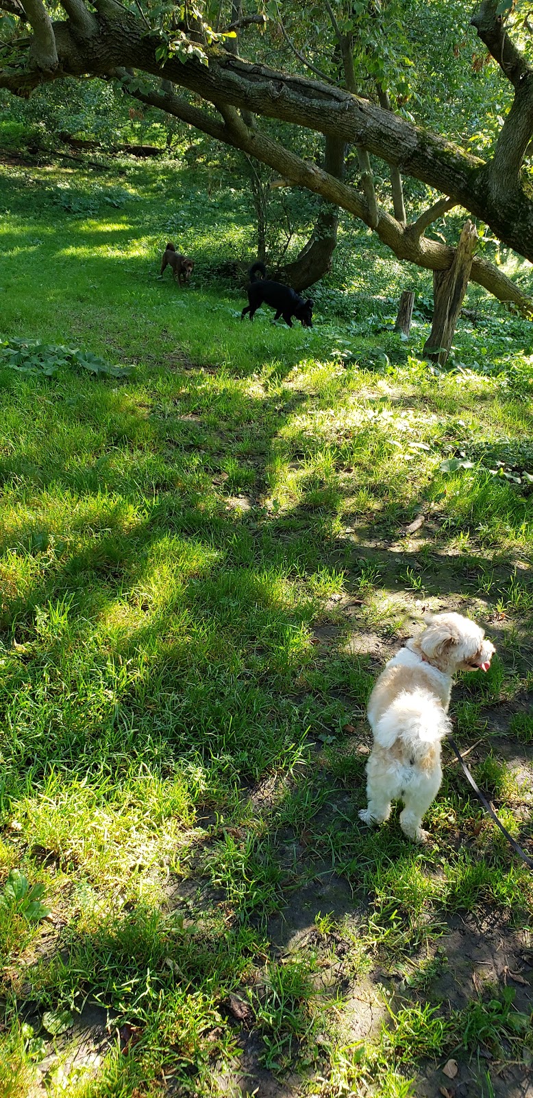 White Spruce Park Off-Leash Dog Area dog park in Brampton, Ontario