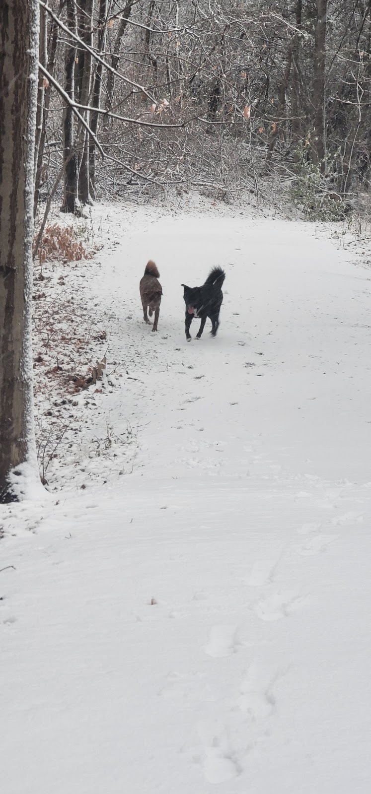 White Spruce Park Off-Leash Dog Area dog park in Brampton, Ontario