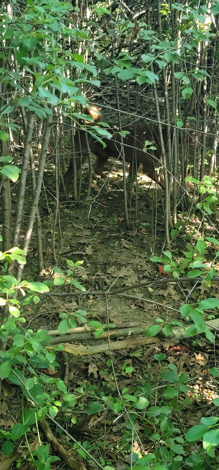 White Spruce Park Off-Leash Dog Area dog park in Brampton, Ontario