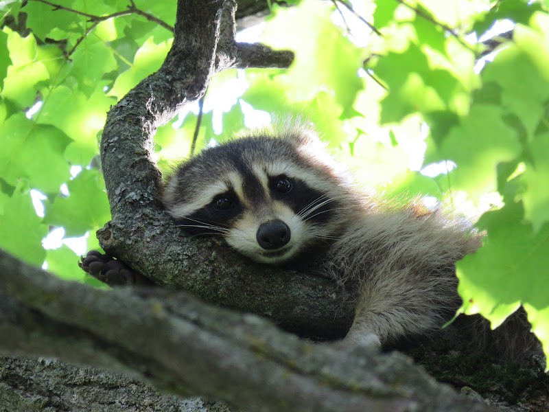 Sleeping Raccoon dog park in Amaranth, Ontario