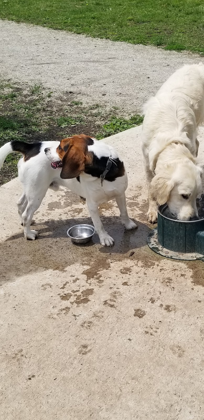 Leash free halton hills trafalgar sports plex dog park in Halton Hills, Ontario