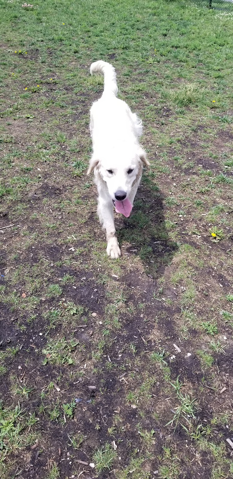 Leash free halton hills trafalgar sports plex dog park in Halton Hills, Ontario