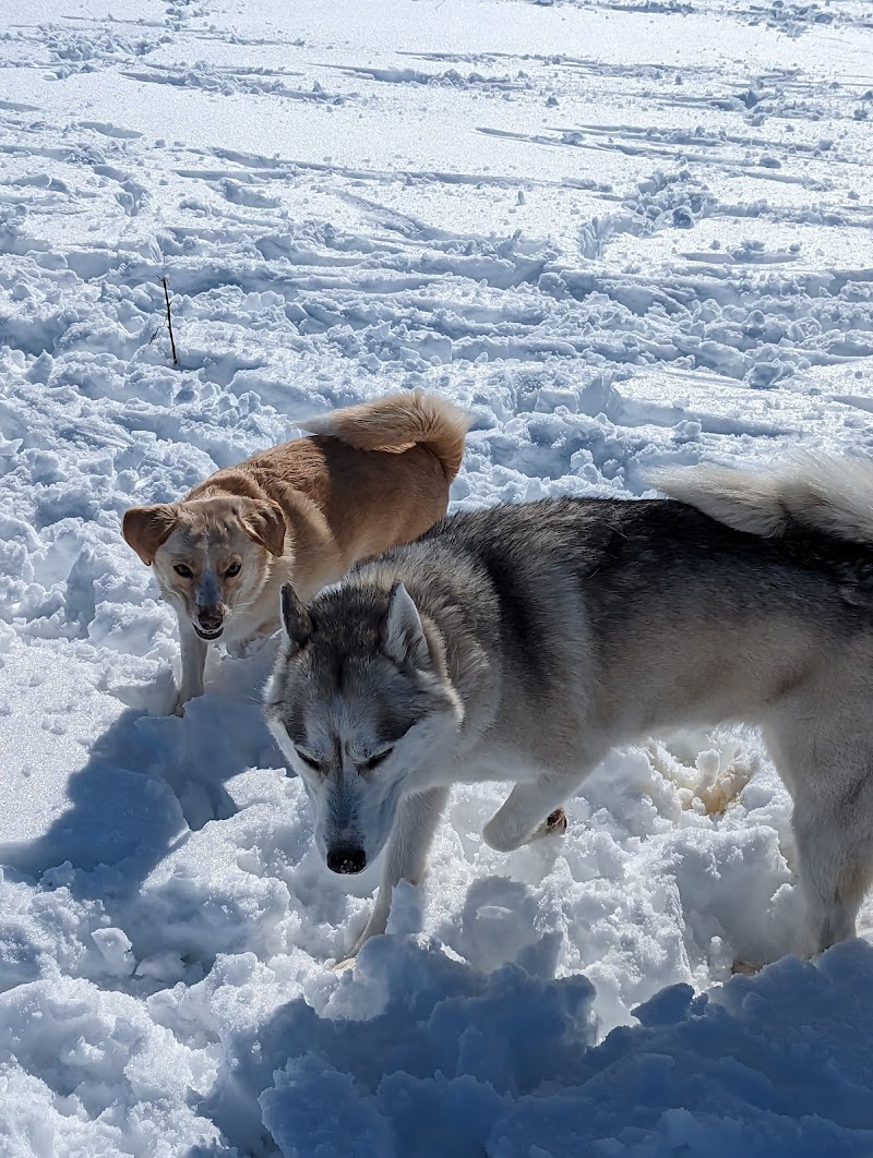 Corporal Nathan Cirillo Free Run Area dog park in Ancaster, Ontario