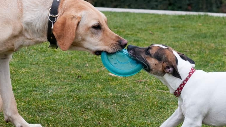 Dog Park dog park in Port Dover, Ontario