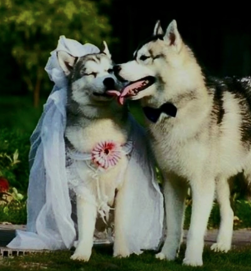 Dog Park dog park in Port Dover, Ontario