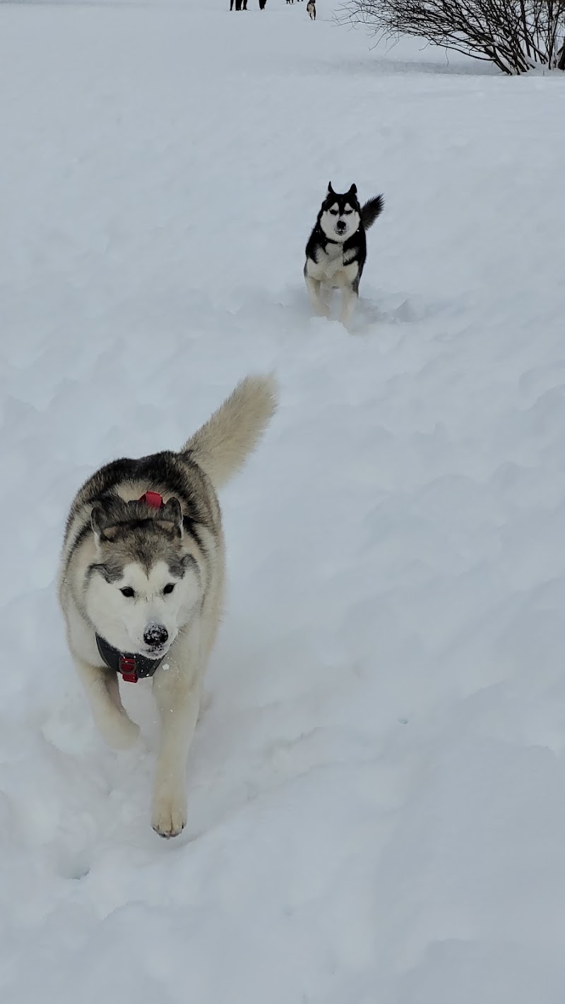 Canine Commons Off Leash Dog Park dog park in Aurora, Ontario