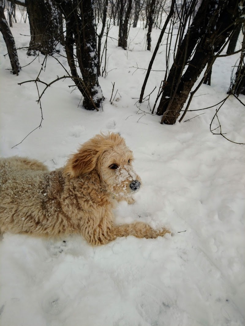 Dog Park dog park in Oakville, Ontario