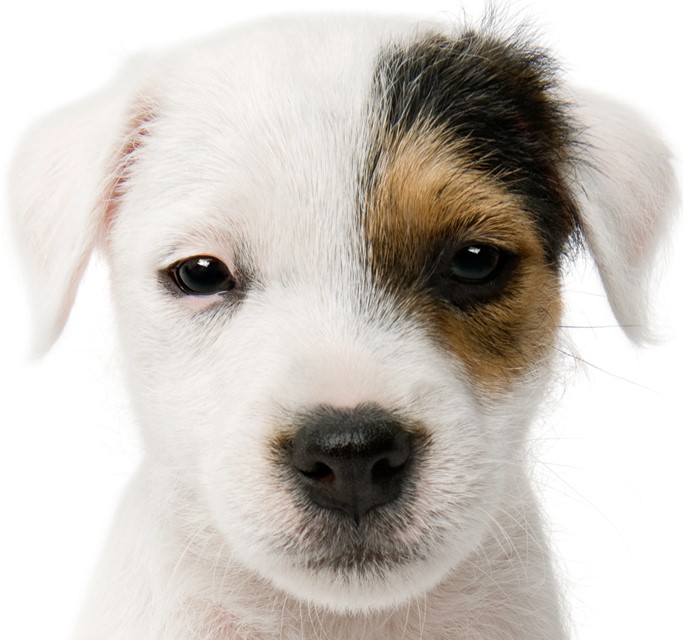 FOR YOUR DOG dog park in Edmonton, Alberta